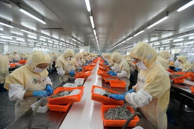 福清南美白对虾加工业形成产业链 产品出口美国